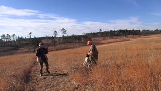 Quail Hunt 2015