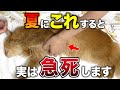 【これしたら超危険！】猫が暑がっている時に見せるサイン11選