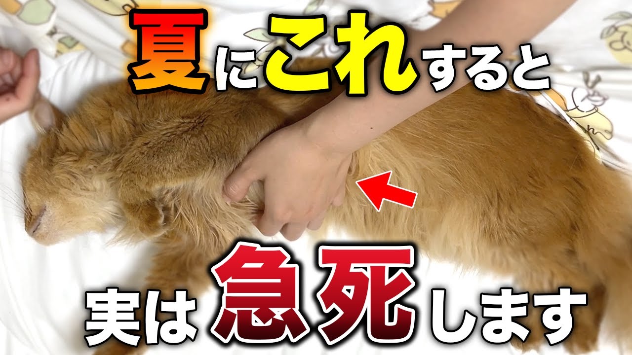 【これしたら超危険！】猫が暑がっている時に見せるサイン11選