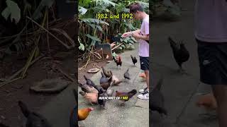 La pesadilla de las gallinas salvajes en Hawái
