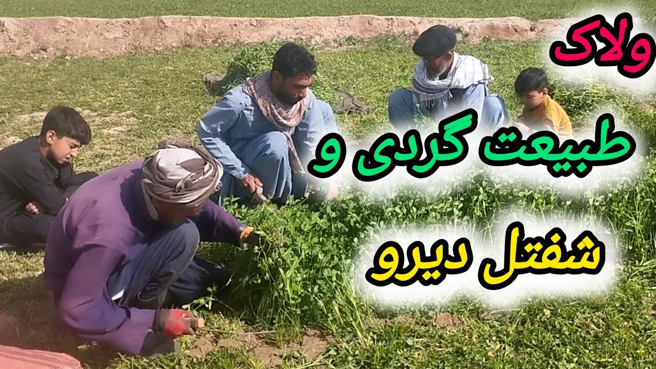 ولاک طبیعت گردی و شفتل دیرو ،☘️🫡 و کار مزرعه و زحمت کشت و برداشت 