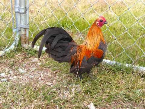 Old english bantams - YouTube