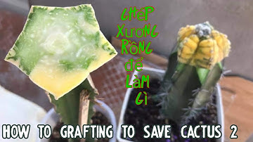 How to grafting to save cactus 2 - Ghép Xương Rồng để làm gì