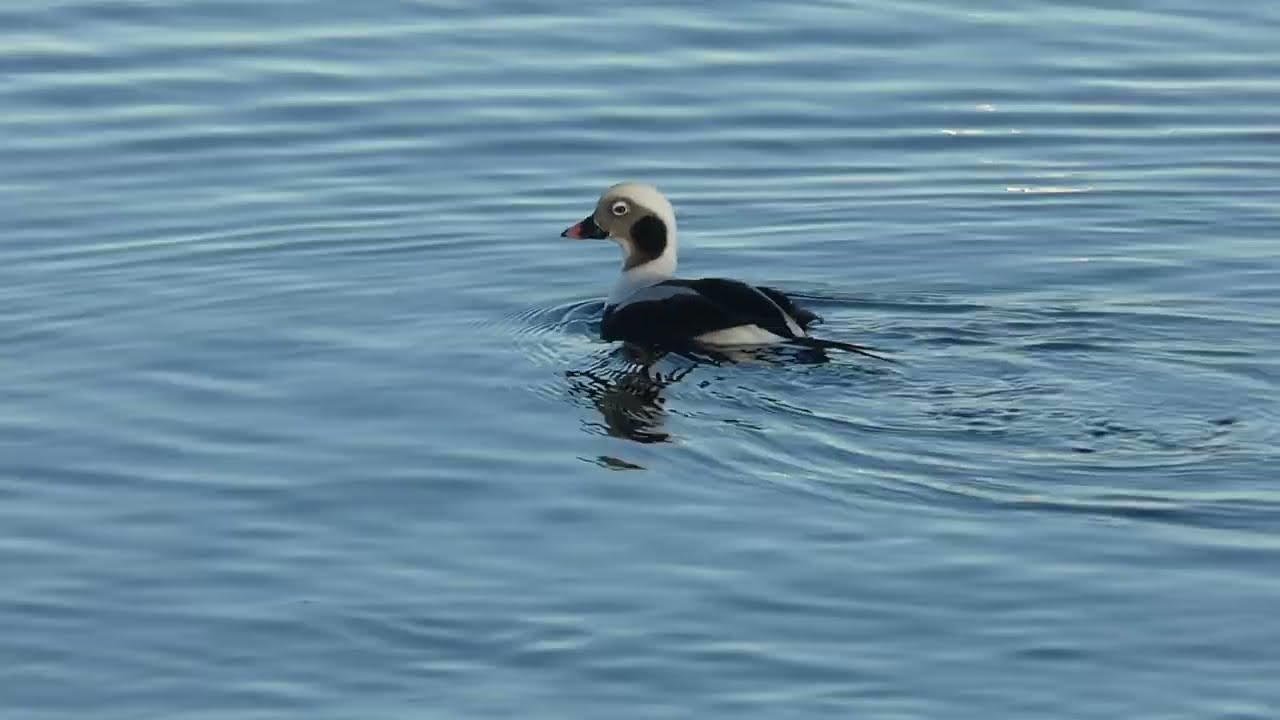 Long-tailed ducks (Clangula hyemalis) diving for food