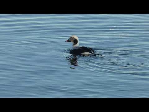 Long-tailed ducks (Clangula hyemalis) diving for food