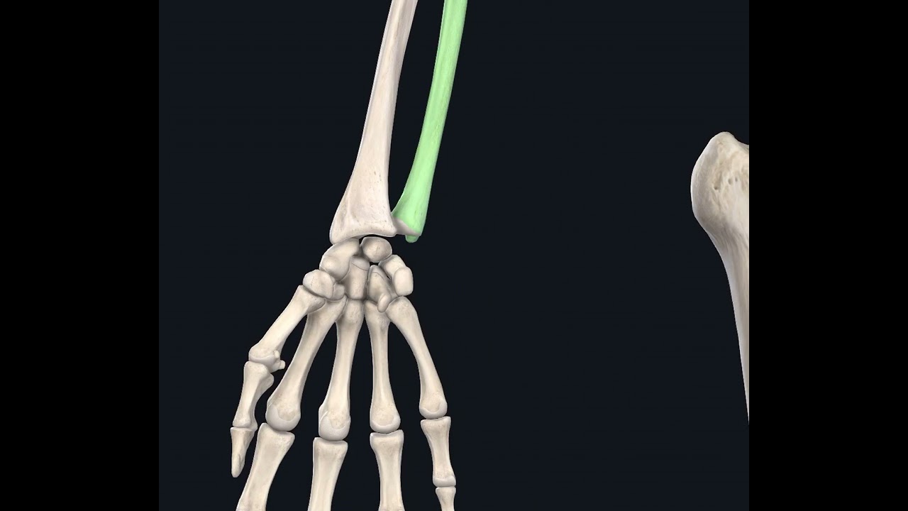 Dayaq-hərəkət sistemi. Yuxarı ətrafların skeleti