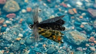 Mesh Wings Foam Caddis Dry Fly. #dryfly #caddis #flytying #flyfishing #shotaflies  #graylingflies  