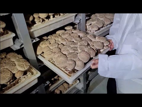 至高のちゃんちゃん焼 by 料理研究家リュウジのバズレシピ 採れたてきのこのシンプル塩焼き by 料理研究家リュウジのバズレシピ