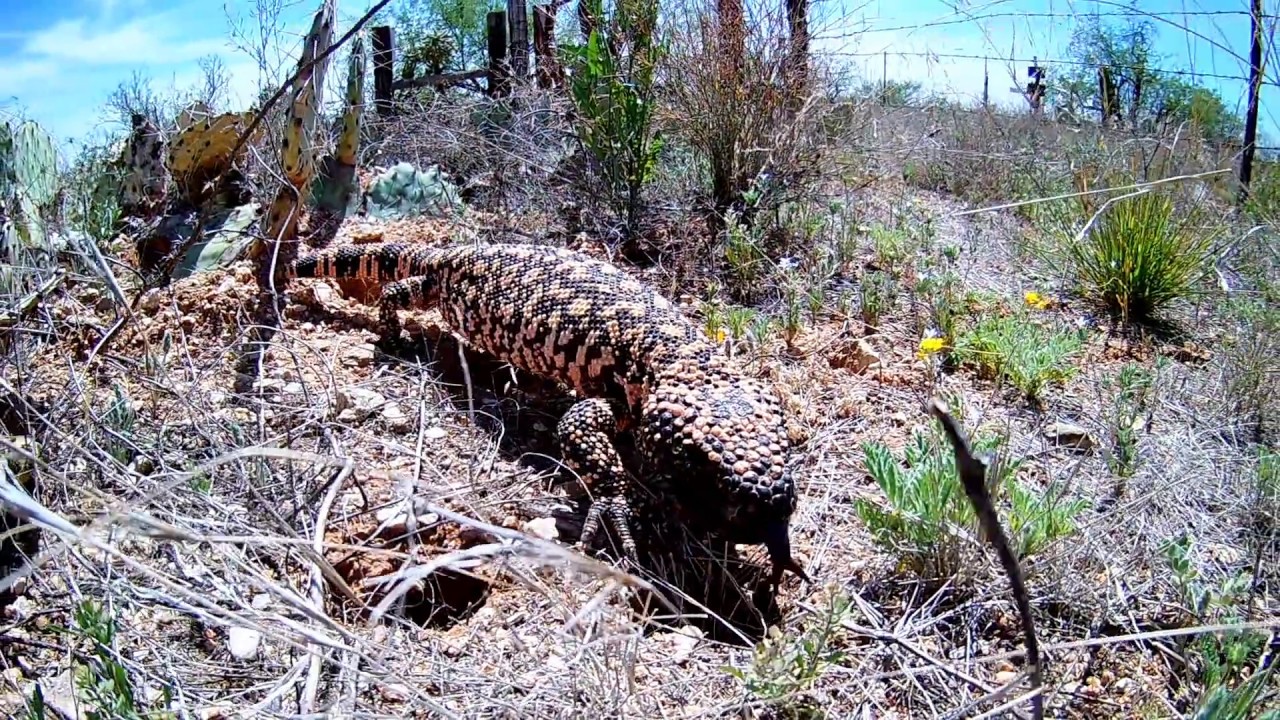 Venomous Gila Monsters Are The Largest Surviving Lizards In The USA Venomous Gila Monsters Are The Largest Surviving Lizards In The USA