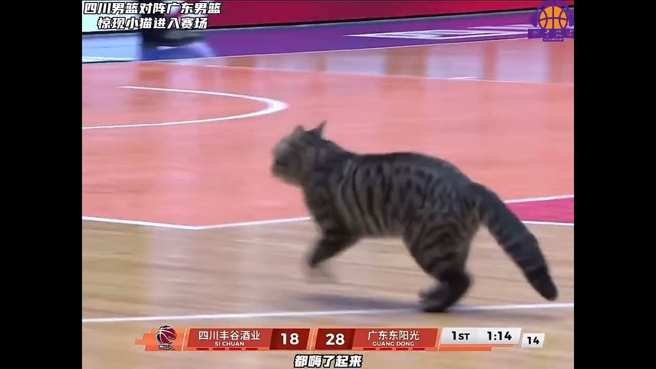 CBA赛场突然出现了一只小猫，真的是新的名场面