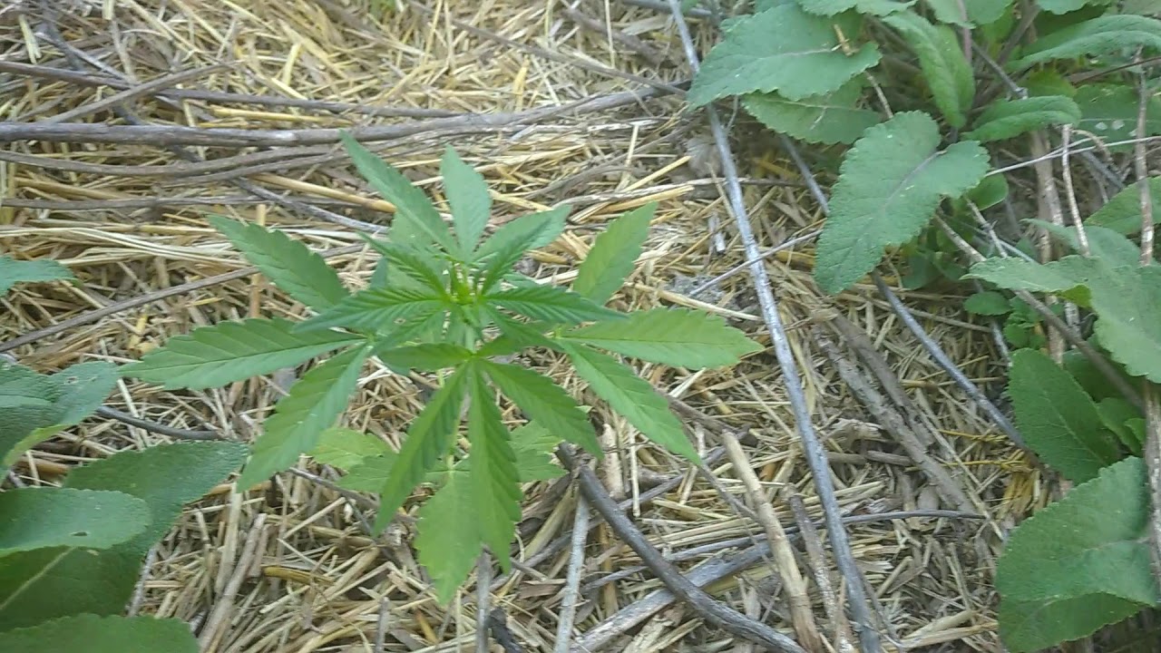 Auto Blueberry fem 30 дней от семки 4 20 Seeds