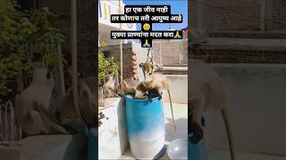 hanuman 🙏🙏#shorts#hanuman#trending #viral#animal#monkey#help