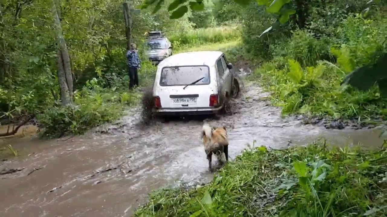 Форвард сафари на ниву