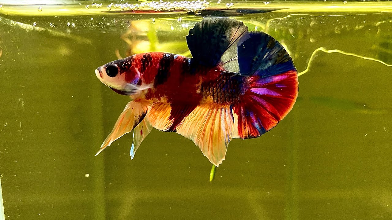 Tiêu chí đánh giá form cá Betta đẹp-Criteria for evaluating beautiful ...