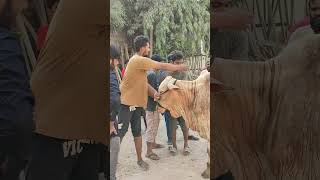 Qurbani 2023 Video | Karachi Cow Qurbani Video |Eid Ul adha 2023 | Cow Videos | #FQ #Qurbani #shorts