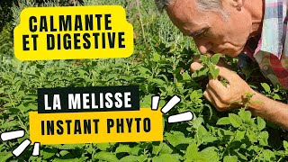 La mélisse, calmante et digestive