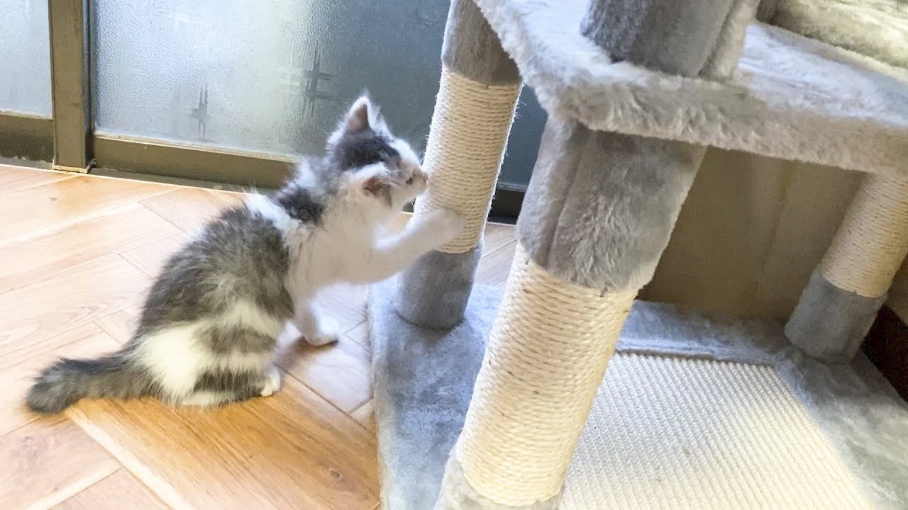 アマゾン 人気 キャットタワー 組み立て】1人で組み立てれるように