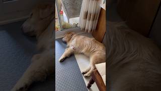 TODA DIA É A MESMA COISA! #goldenretriever