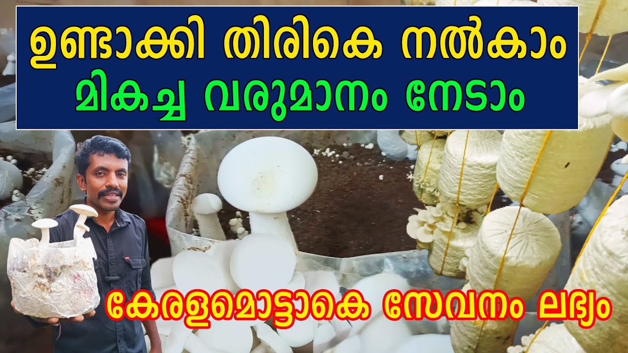 100 രൂപ ഉണ്ടെങ്കിലും കൂണ്‍ കൃഷി തുടങ്ങാം  ഉണ്ടാക്കി തിരികെ നൽകി മാസവരുമാനമുണ്ടാക്കാം Koon krishi