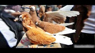 Kuş Pazarina Gi̇di̇cem