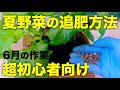 夏野菜（トマト,ナス,きゅうり）の追肥方法！初心者向けの簡単なやり方【鶏糞プランター栽培】