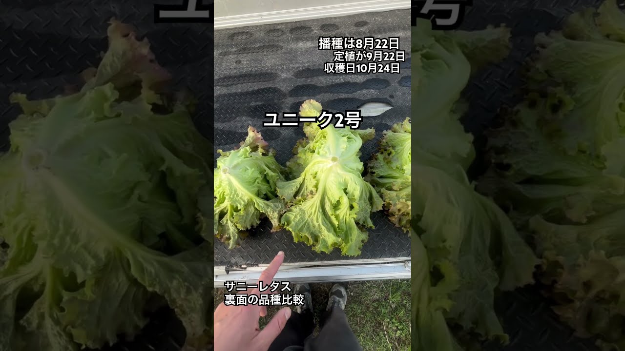 サニーレタス様 Amazon.co.jp: アーテック お家で楽しく栽培キット サニーレタス