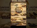 Law of natural selection #shorts #viralshorts #science #education #nature #sciencefacts #science