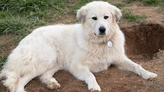 How to Address Territorial Behavior in Great Pyrenees Dogs