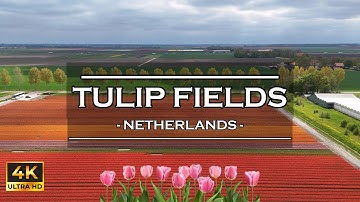 Cinematic Drone Video of 🇾🇪🌷Tulip Fields in The Netherlands 2025 | Holland  | Relaxing 4K Video