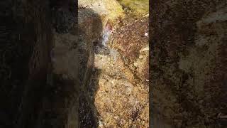Sunlit Water Rushing Over Rocks – Relaxing Nature Sound☀️💧#water #nature#relax#healing#forest#shorts