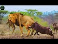 SABANA SANGRIENTA: Supervivencia en el Corazón de África #animalessalvajes