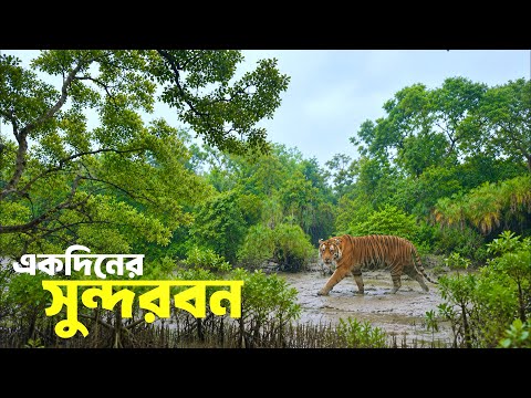 একদিনে সুন্দরবন ভ্রমণের সবকিছু
