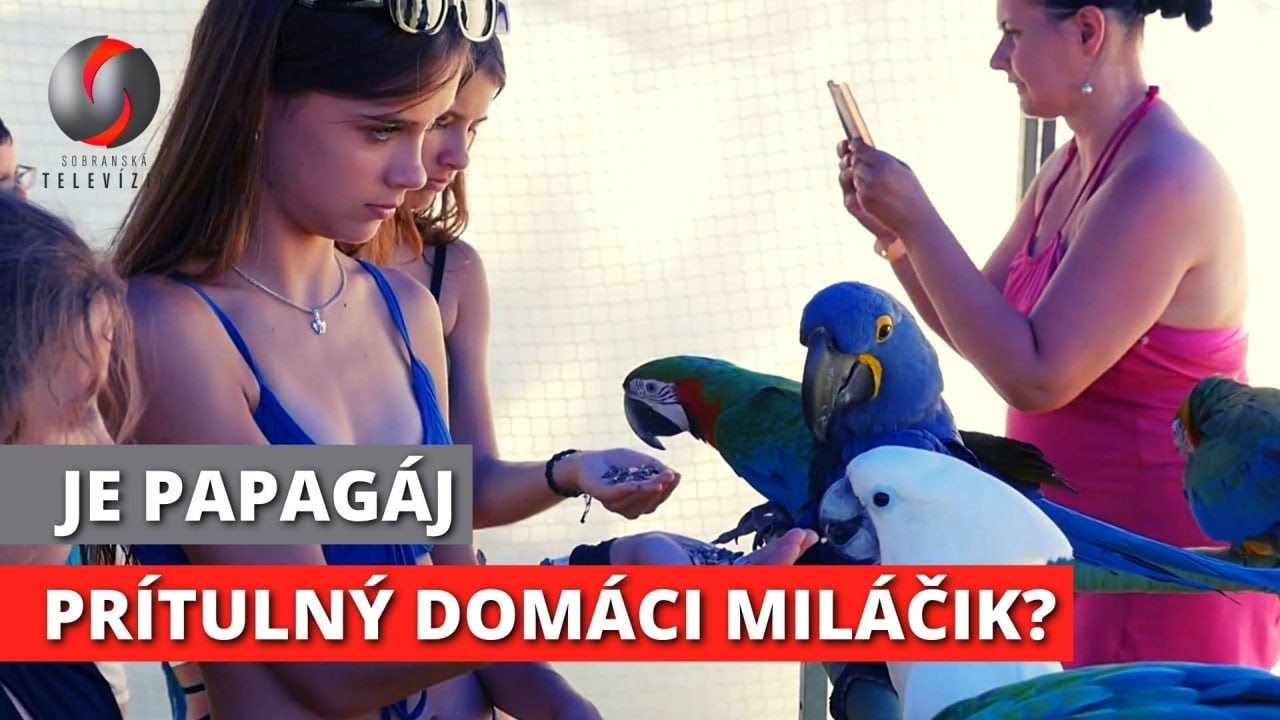 SOBRANSKÝ MAGAZÍN (450): Papagáje ara na kúpalisku v Sobranciach