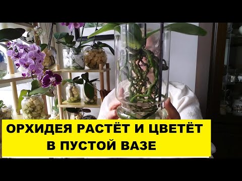 Video: Skrb za orhideje v vazi