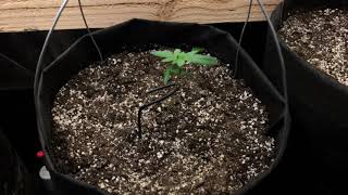 Octopot for beginners ( Start of week 4 update) By OCTOGROWER