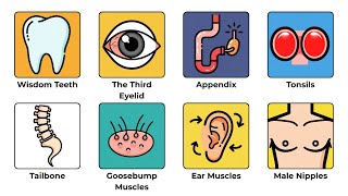 Every Useless Organ Your Body Still Wastes Energy On Explained - Part 1