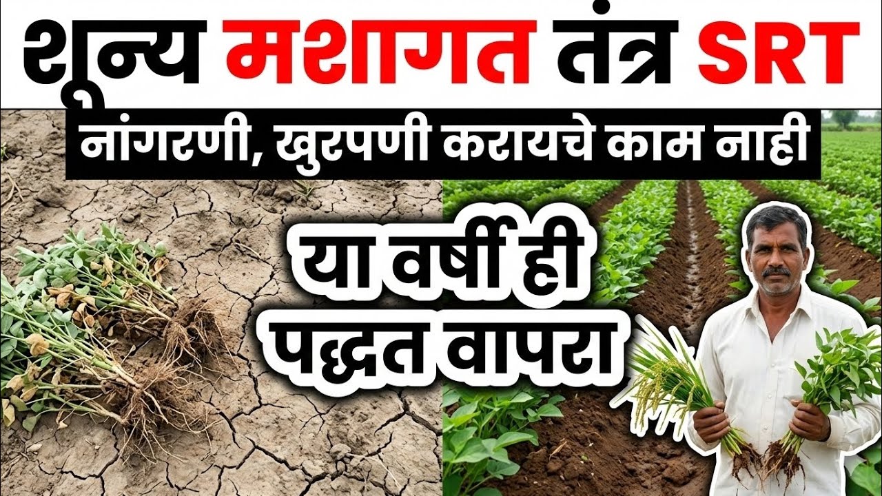 या वर्षी SRT पद्धत वापरा नांगरणीशिवाय शेती कशी करावी? एकदा बेड बनवा वर्षभर पीक घ्या SRT पद्धत माहिती