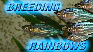 BREEDING DWARF NEON RAINBOWS (Praecox) - YouTube
