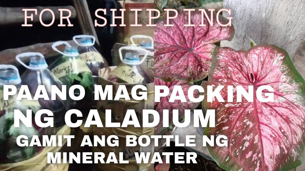 PAANO ANG SAFE NA PACKAGING NG HALAMAN? | DUMAGUETE PLANT SELLER