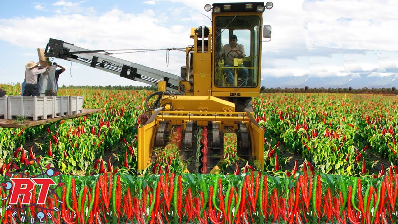 ЭТО СОВРЕМЕННОЕ ПЕРЕЧНОЕ ХОЗЯЙСТВО ЗА РУБЕЖОМ С ОБИЛЬНОЙ ПРОДУКЦИЕЙ