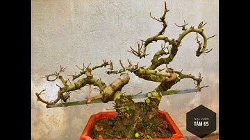 Thời điểm thu cành cho cây sung đang ép quả