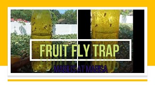 Fruit fly Trap (SUPERNET- HARBEST) - Sir Walt