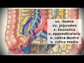 Anatomy of potral vein. Anastomoses. Fetal circulation