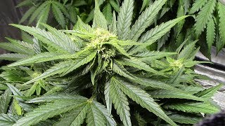 S6:E2 Mephisto/Dr Krippling autoflower cannabis grow, day 44