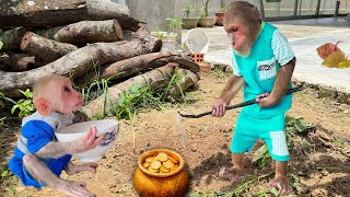 Download Lagu Extremely funny! CUTIS \u0026 baby monkey secretly create special treasure🤩 MP3 Download Lagu Extremely funny! CUTIS \u0026 baby monkey secretly create special treasure🤩 MP3