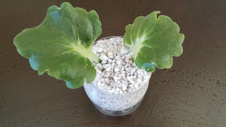 Menekse Nasıl Coğaltılır, Perlit Ile Menekşe Nasıl Coğaltılır, Tarim Perliti Nedir