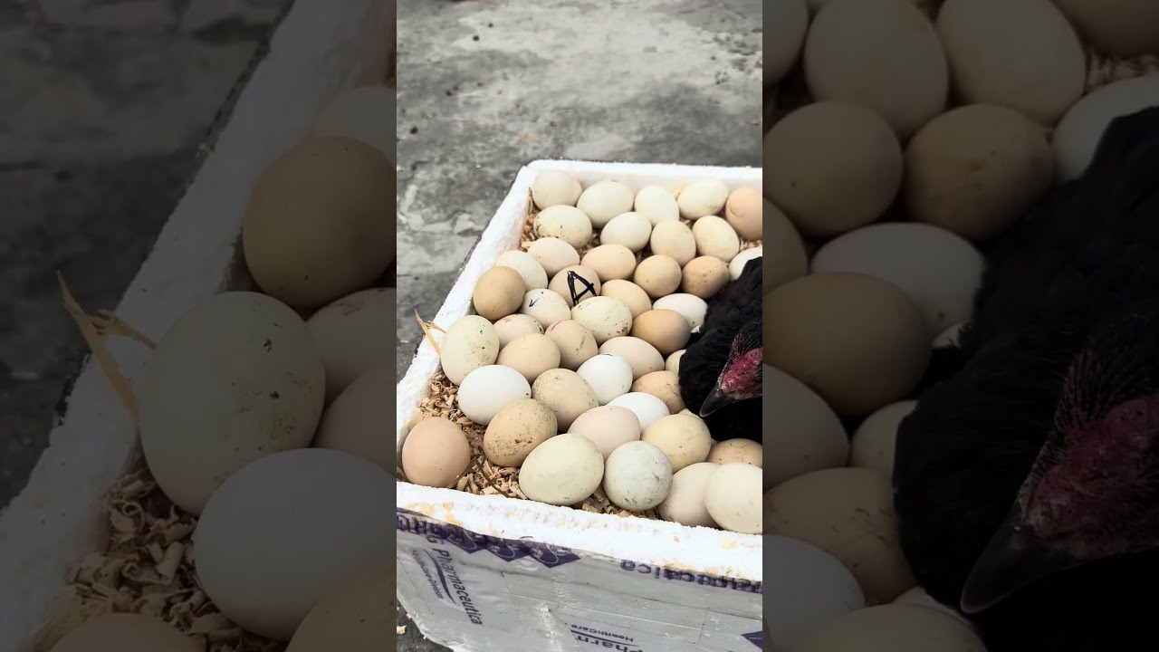 Crazy Hen Hatching Too Many Eggs