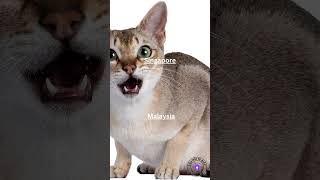 Mèo Singapura có nguồn gốc từ đâu? screenshot 2