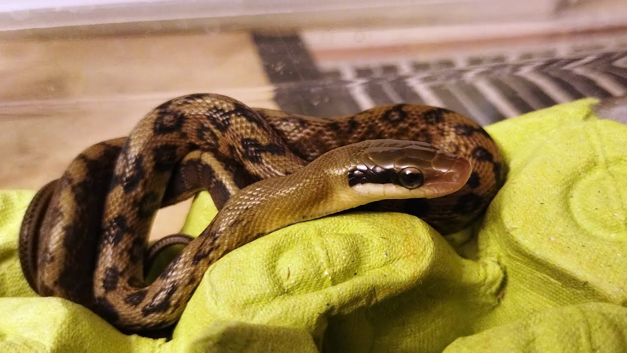 Выход из яиц тайваньских тонкохвостых полозов (Orthriophis taeniurus friesei)