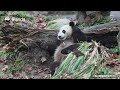 【The Giant Panda Story】Episode 34 Jia Bao, A Mischievous And Funny Boy | iPanda